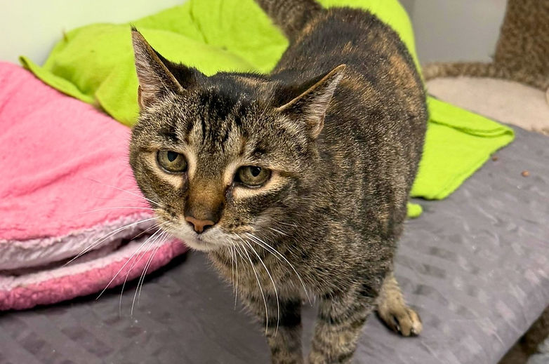 A tabby foster cat standing on soft bedding in a quiet room