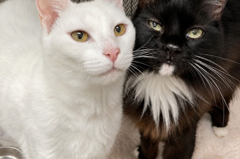 A white cat and a black-and-white cat sitting close together