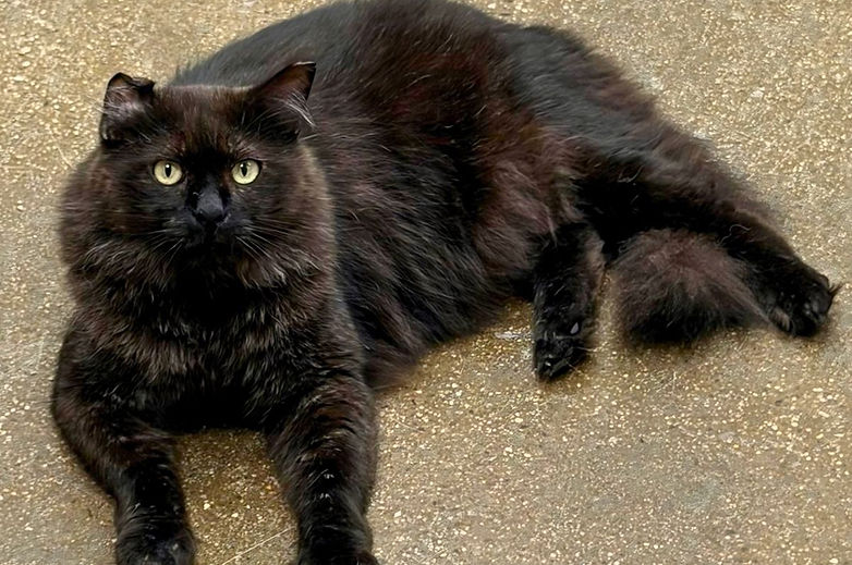 A long-haired black community cat resting outdoors