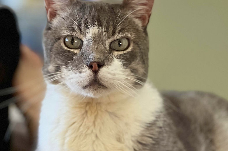 A grey and white rescue cat looking at the camera